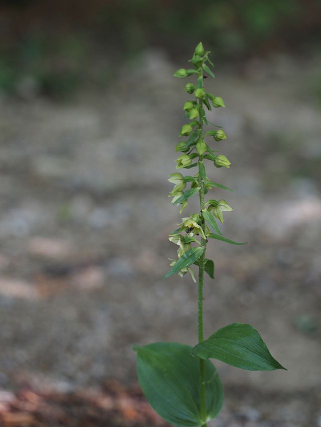 Epipactis helleborine / Elleborine comune